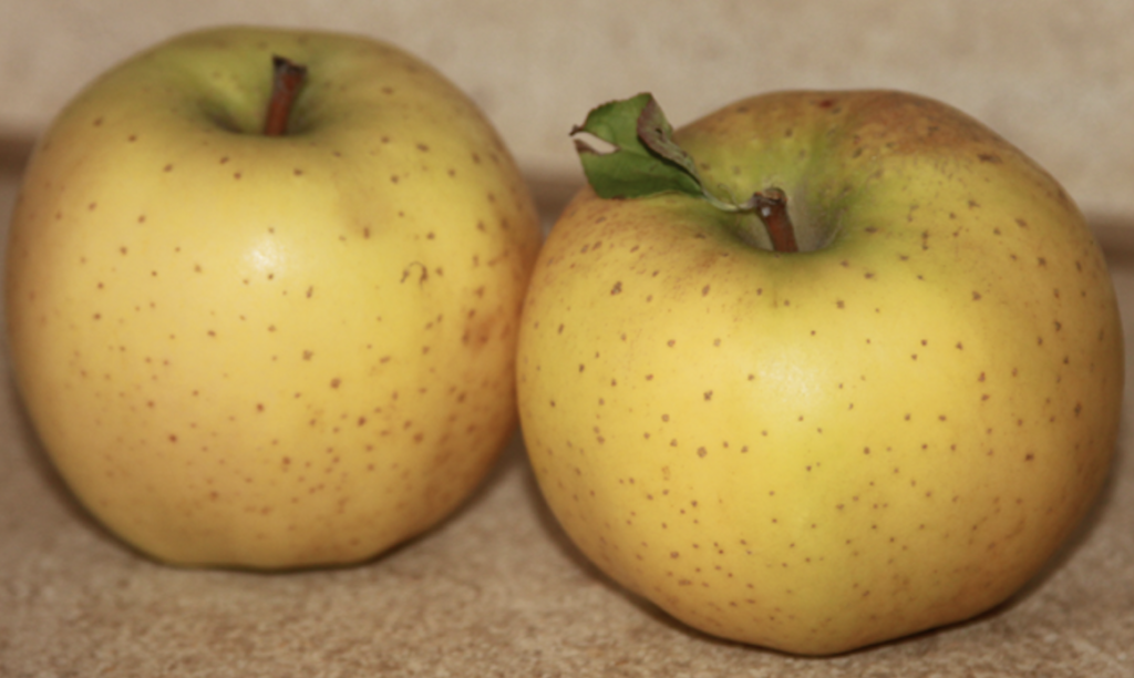 La pomme, une aide pour préserver le ryhtme alimentaire