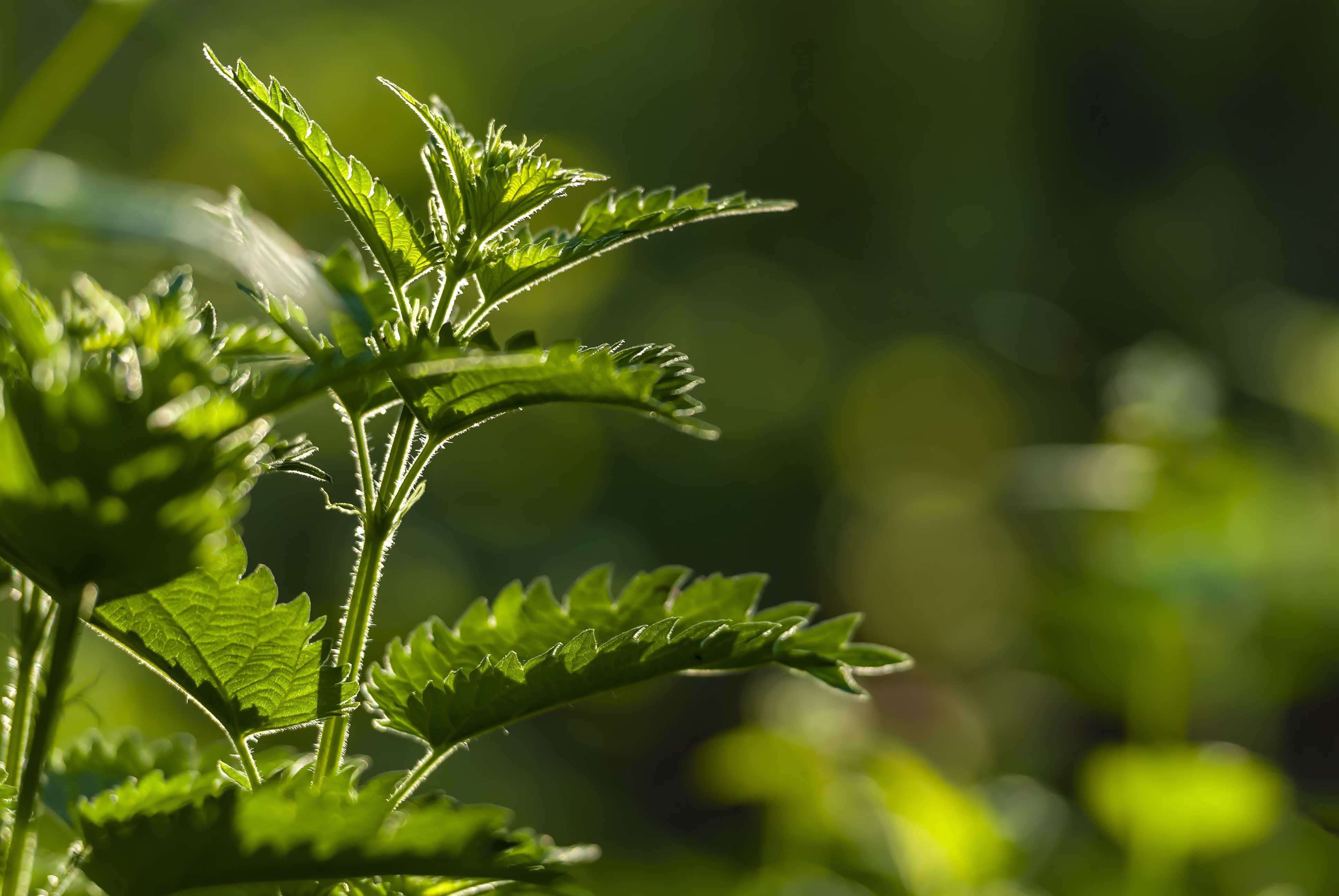 Apports Naturels en Fer pendant la Grossesse, Apprendre à prendre soin de soi, Marta Irico